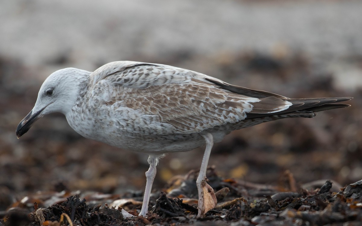 Caspian Gull - Leo Damrow