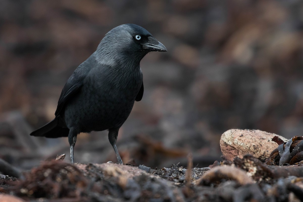 Eurasian Jackdaw - ML384738341