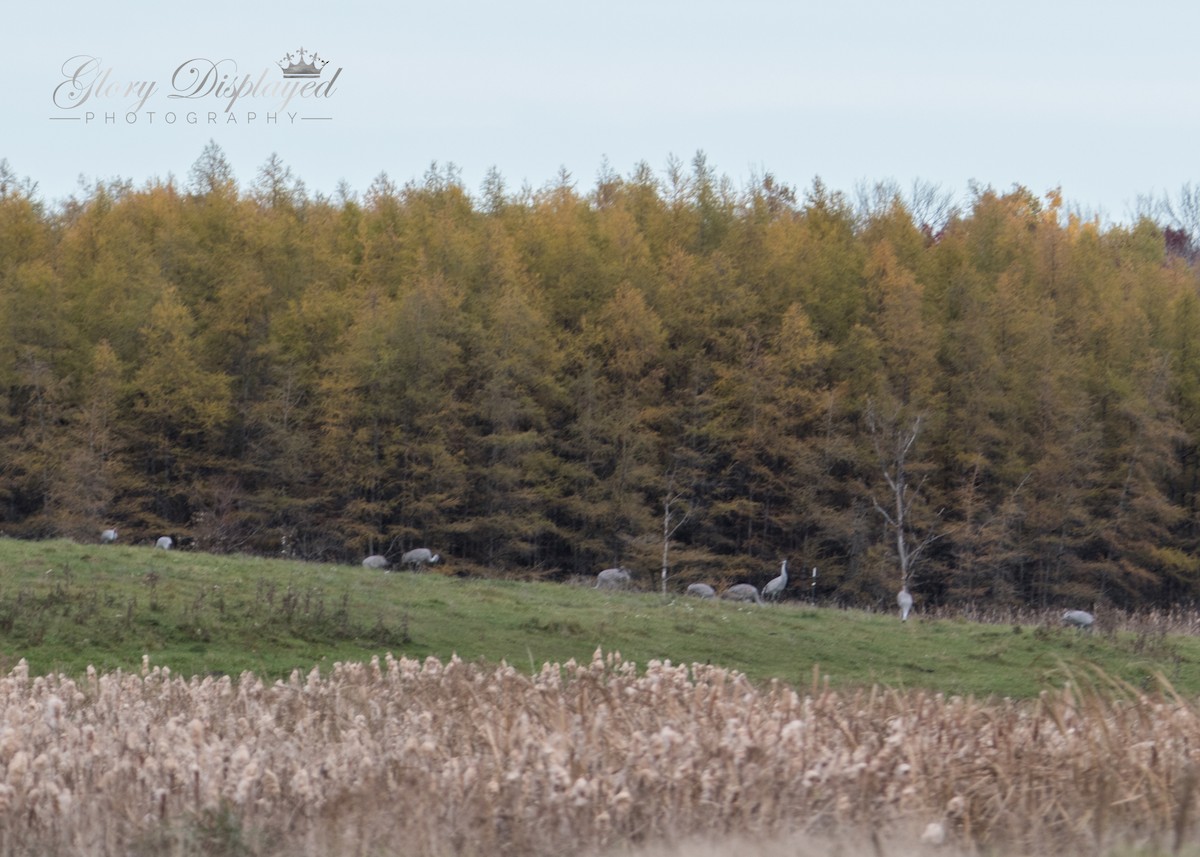 Sandhill Crane - ML384738371