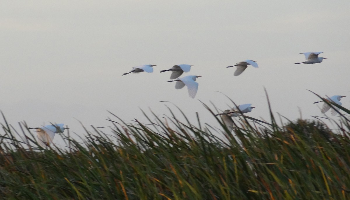 Western Cattle-Egret - ML38473901