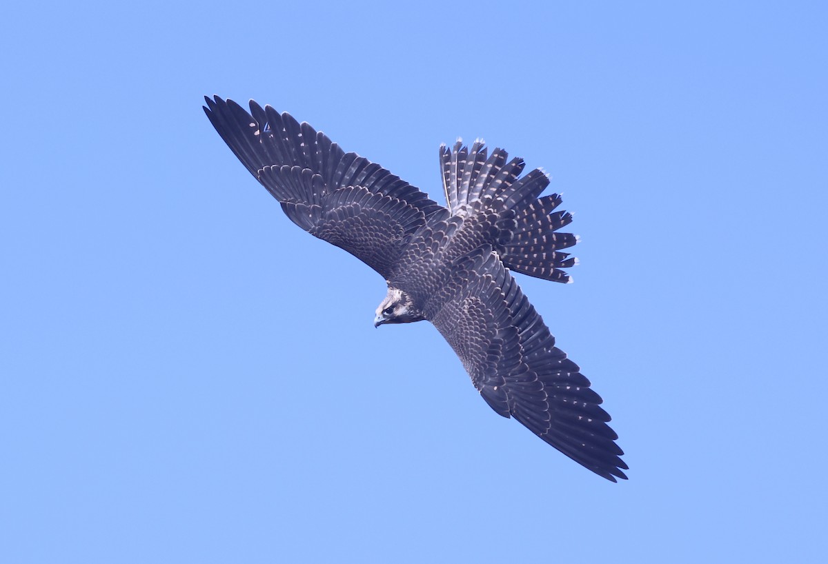 Peregrine Falcon - Jeremiah Trimble