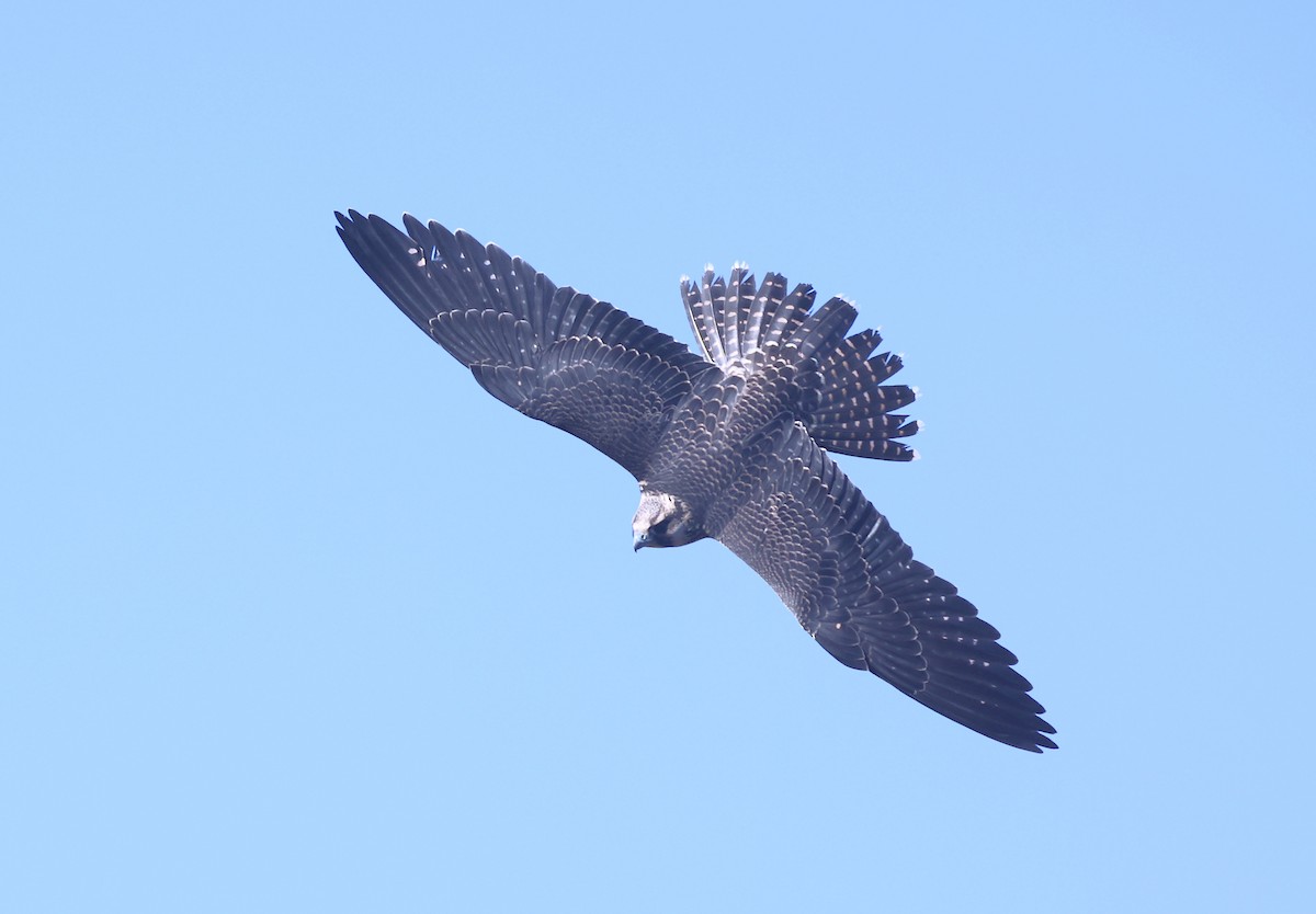 Peregrine Falcon - Jeremiah Trimble