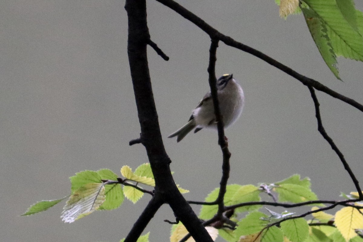 Golden-crowned Kinglet - ML384741371