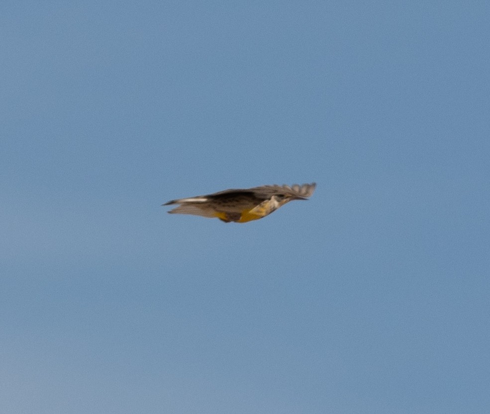 Western Meadowlark - ML384741401