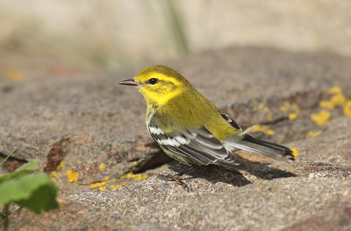 Black-throated Green Warbler - ML384742731