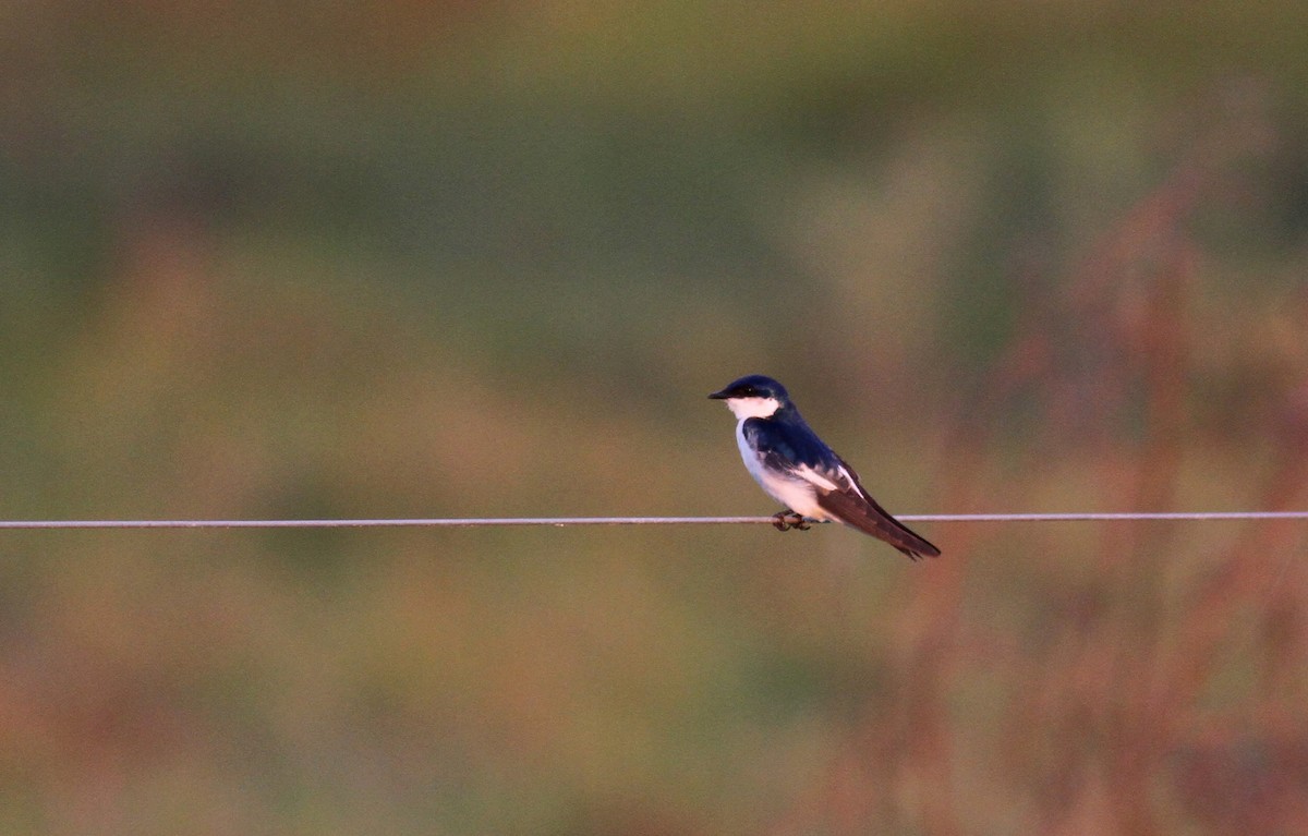 Hirondelle à ailes blanches - ML38474301