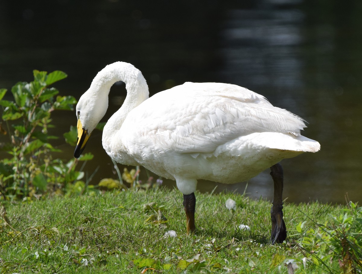 Whooper Swan - A Emmerson