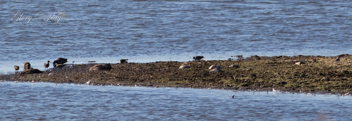 Green-winged Teal - ML384743921