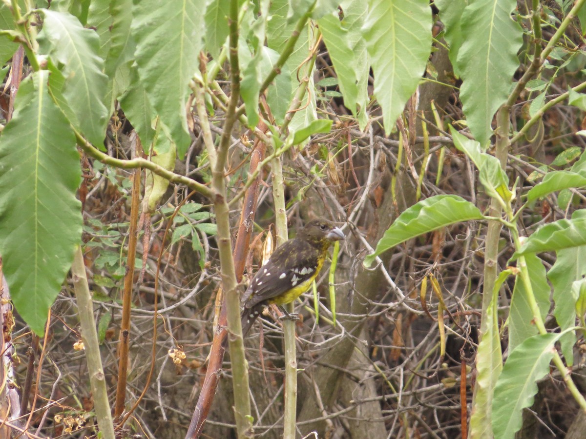 Black-backed Grosbeak - ML38474441