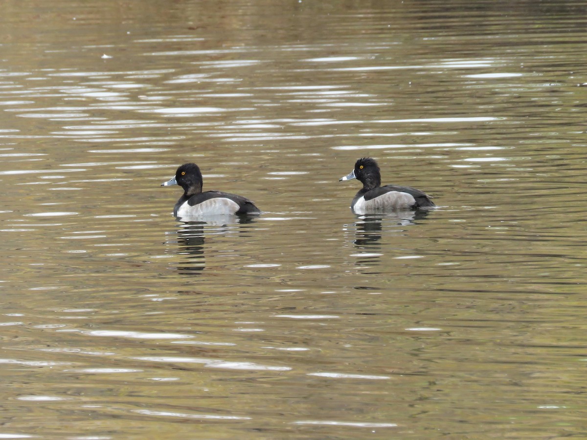 Ring-necked Duck - Karen Drozda