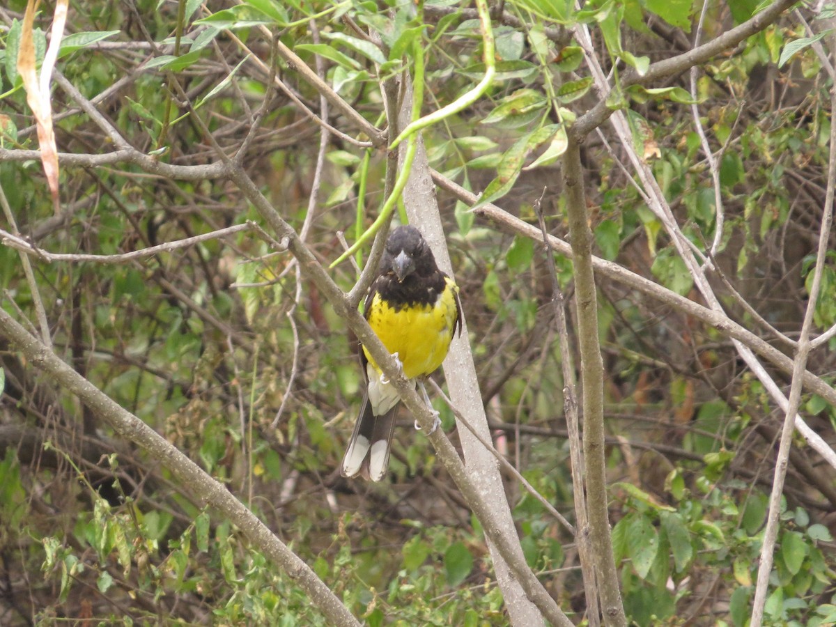 Black-backed Grosbeak - ML38474471