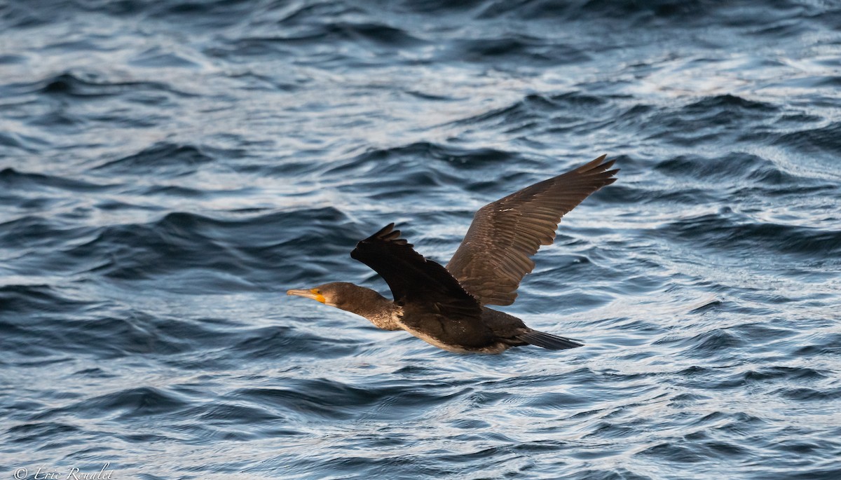 Great Cormorant (North Atlantic) - ML384746921
