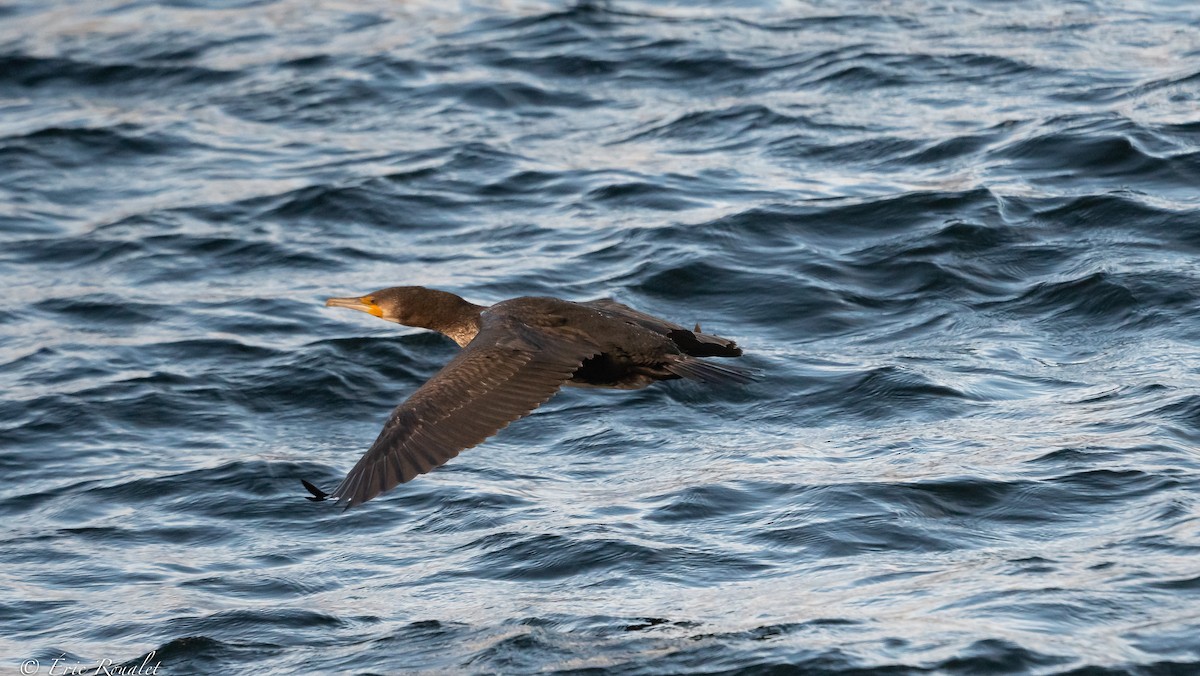 Great Cormorant (North Atlantic) - ML384746931