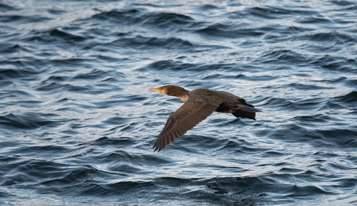 Great Cormorant (North Atlantic) - ML384746941