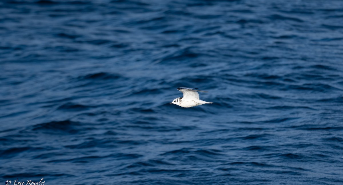 Black-legged Kittiwake (tridactyla) - ML384747001