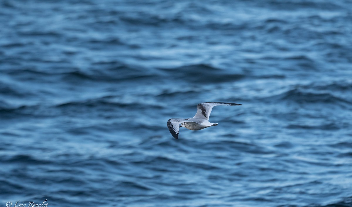 Black-legged Kittiwake (tridactyla) - ML384747011