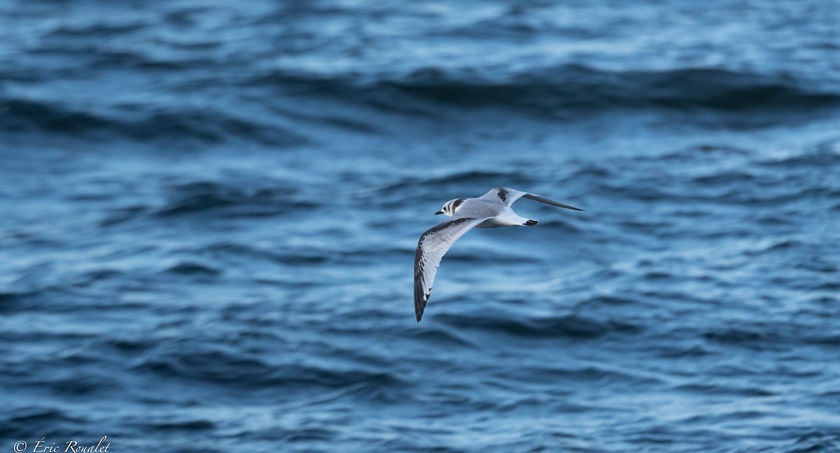 Black-legged Kittiwake (tridactyla) - ML384747031