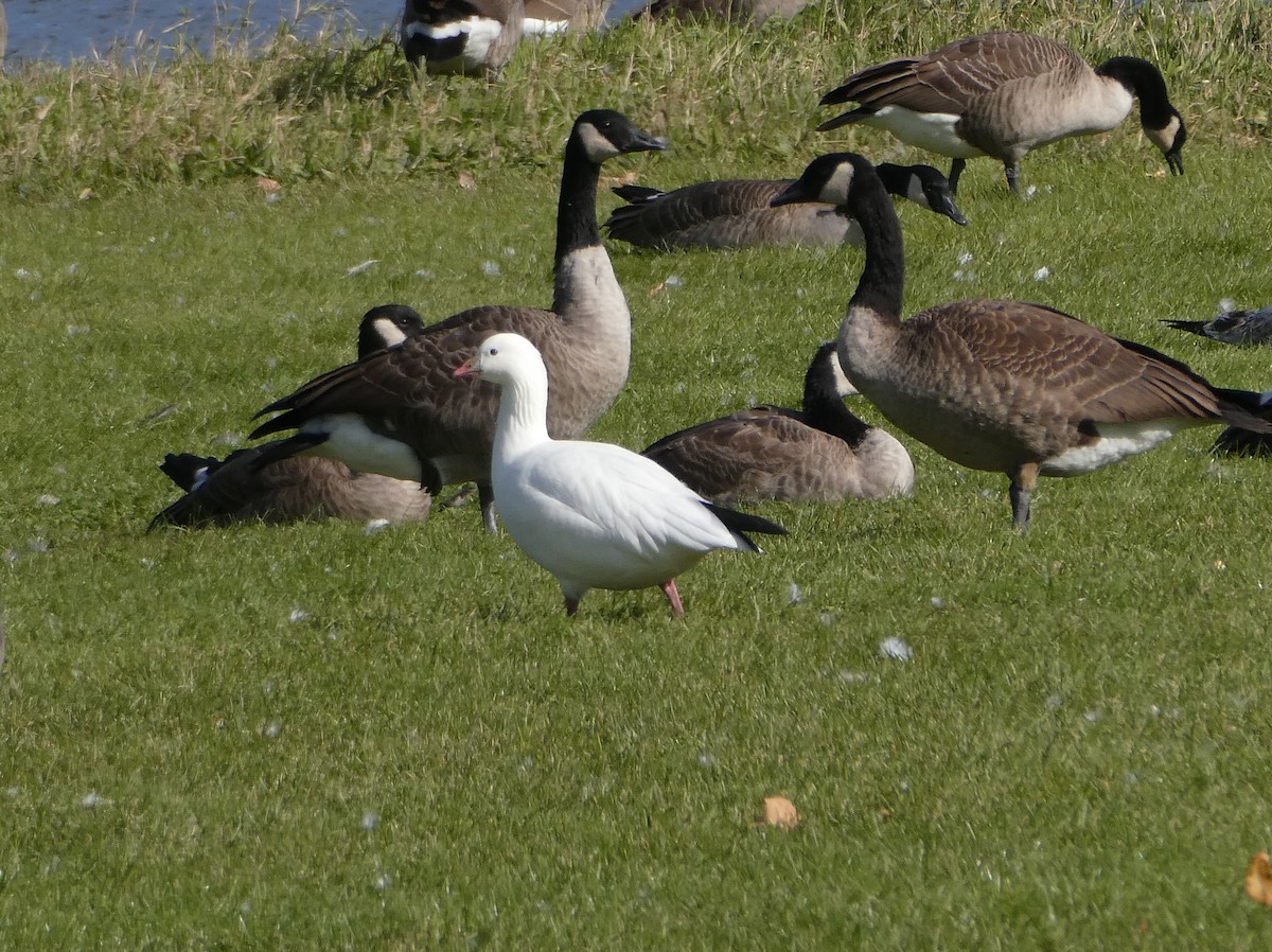 Ross's Goose - David Liebl