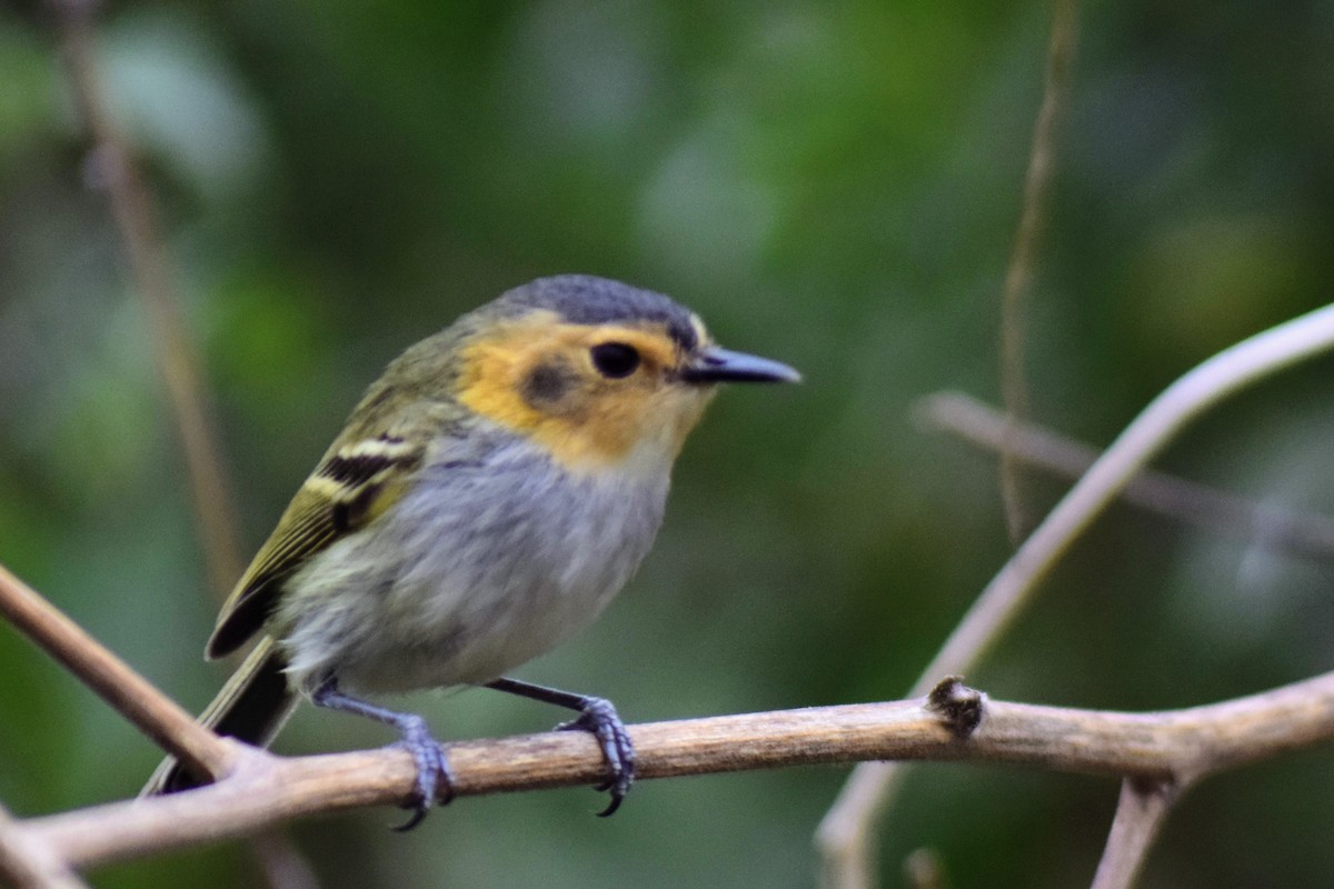 Ochre-faced Tody-Flycatcher - ML384751741