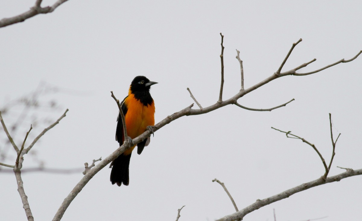 Venezuelan Troupial - ML38475201