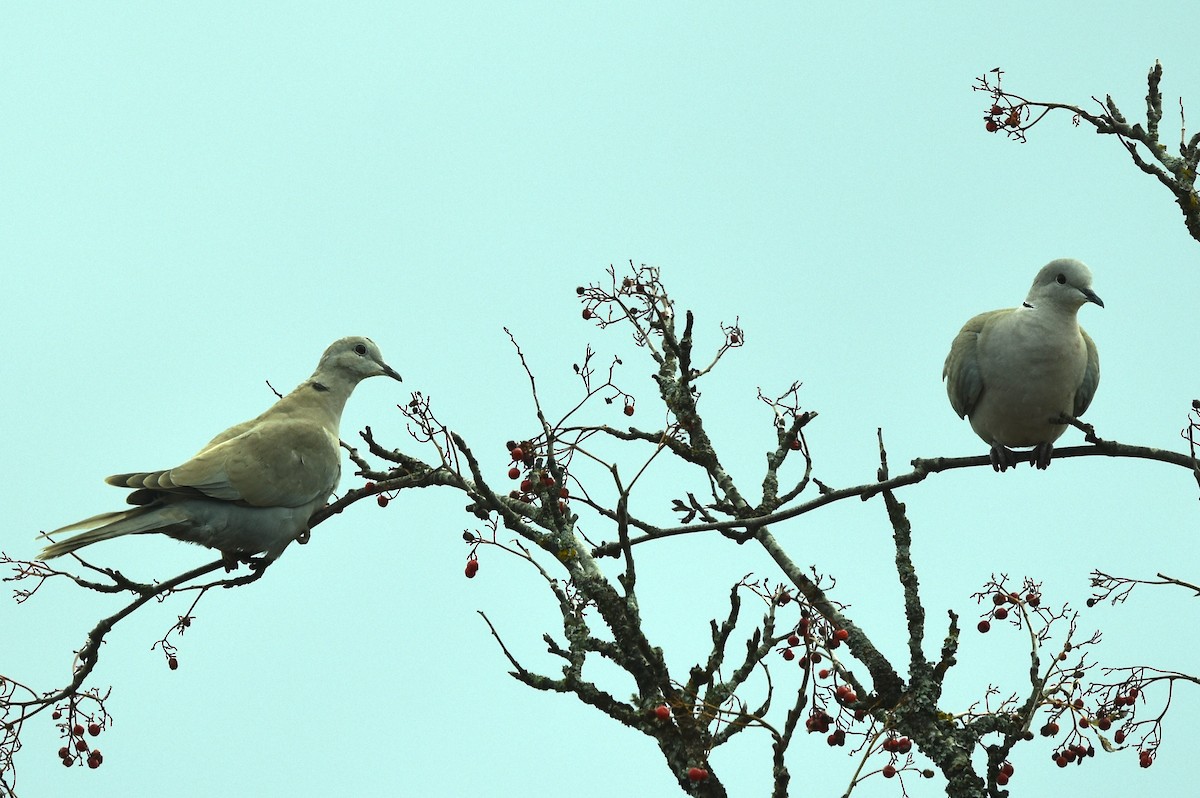 Eurasian Collared-Dove - ML384752321