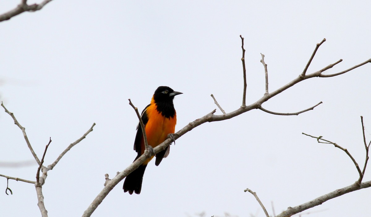 Venezuelan Troupial - ML38475241