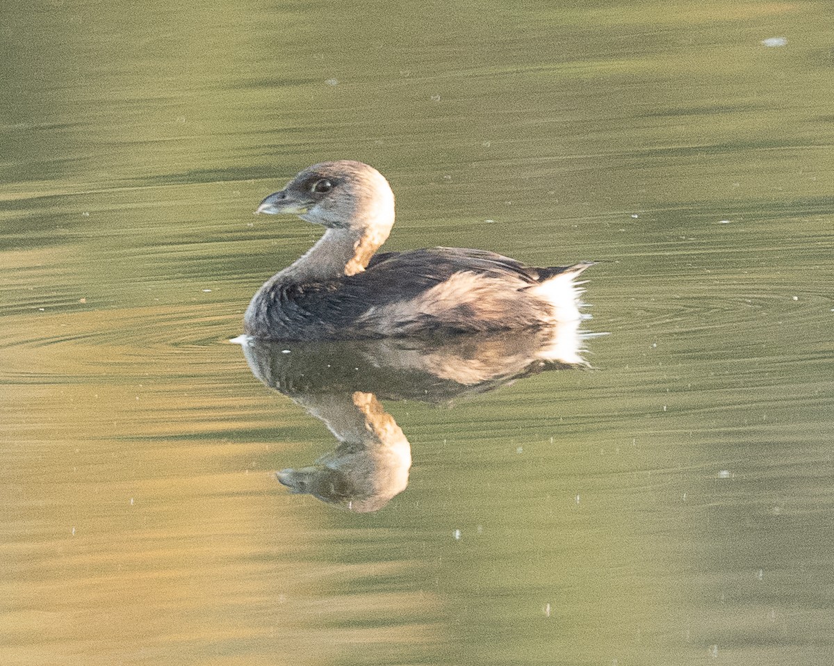 Pied-billed Grebe - ML384755041