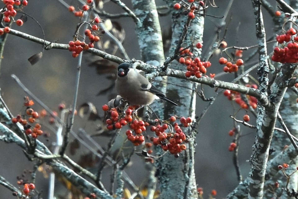 Eurasian Bullfinch - ML384756711