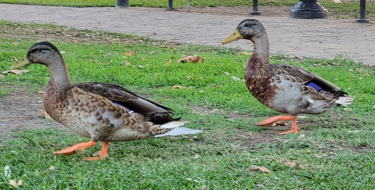 Mallard - Sarron Itliong