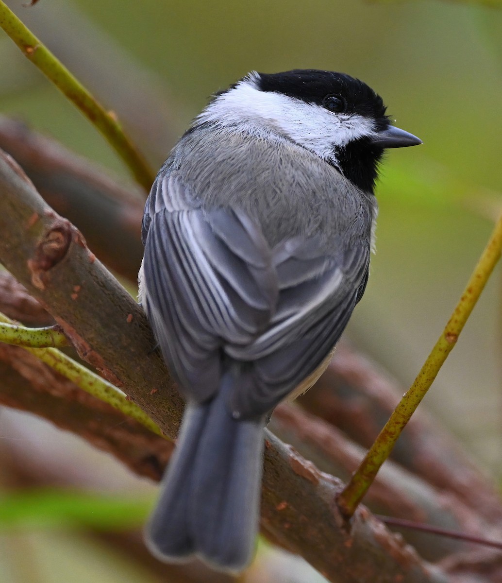 Carolina Chickadee - ML384757971