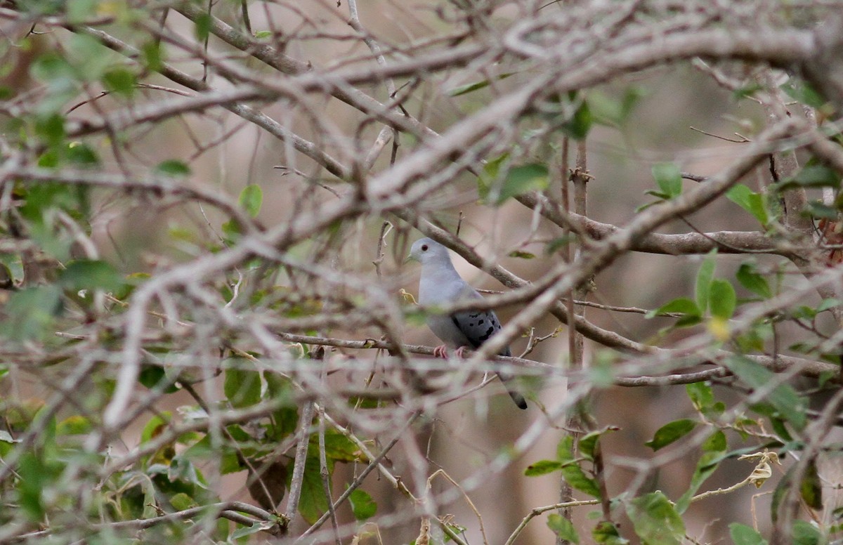 Blue Ground Dove - ML38475801