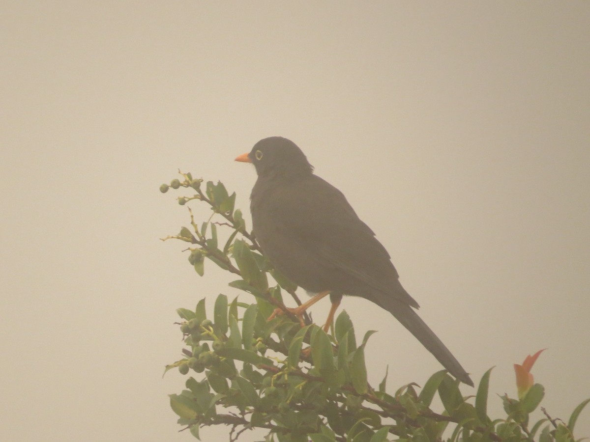 Great Thrush - Róger Rodríguez Bravo