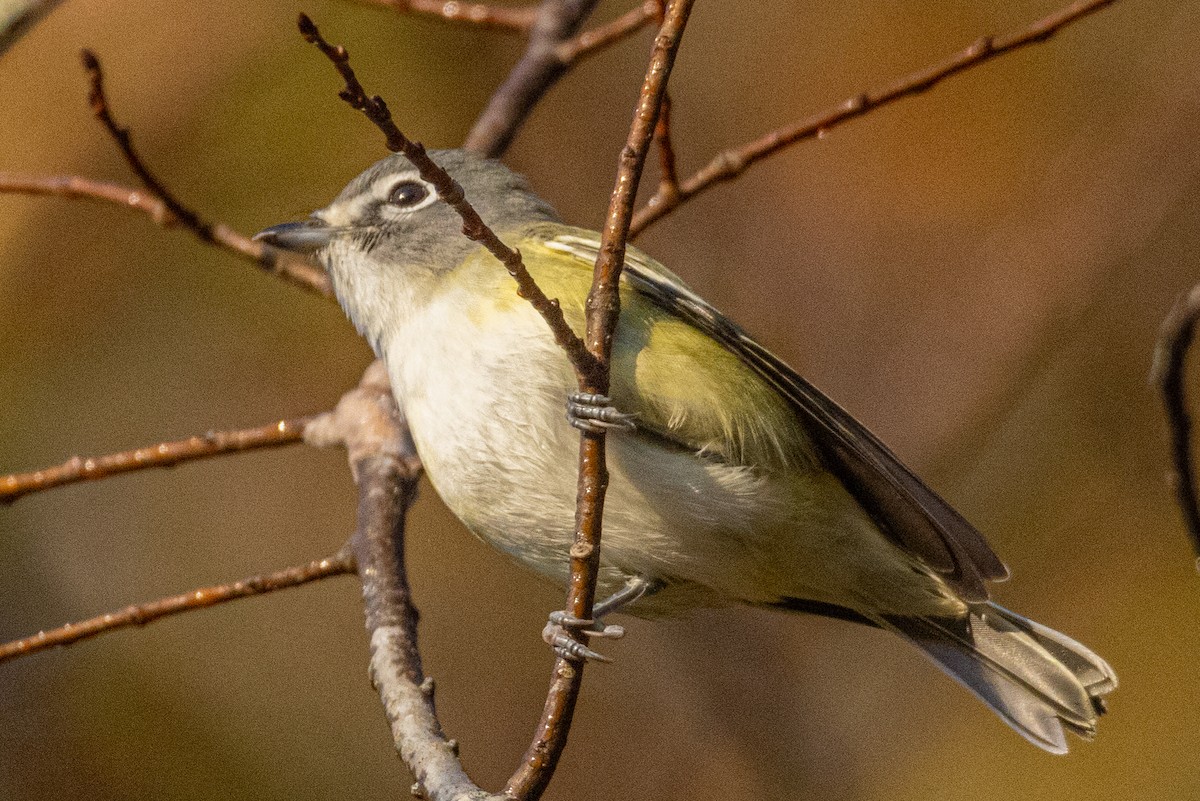 Blue-headed Vireo - ML384758151