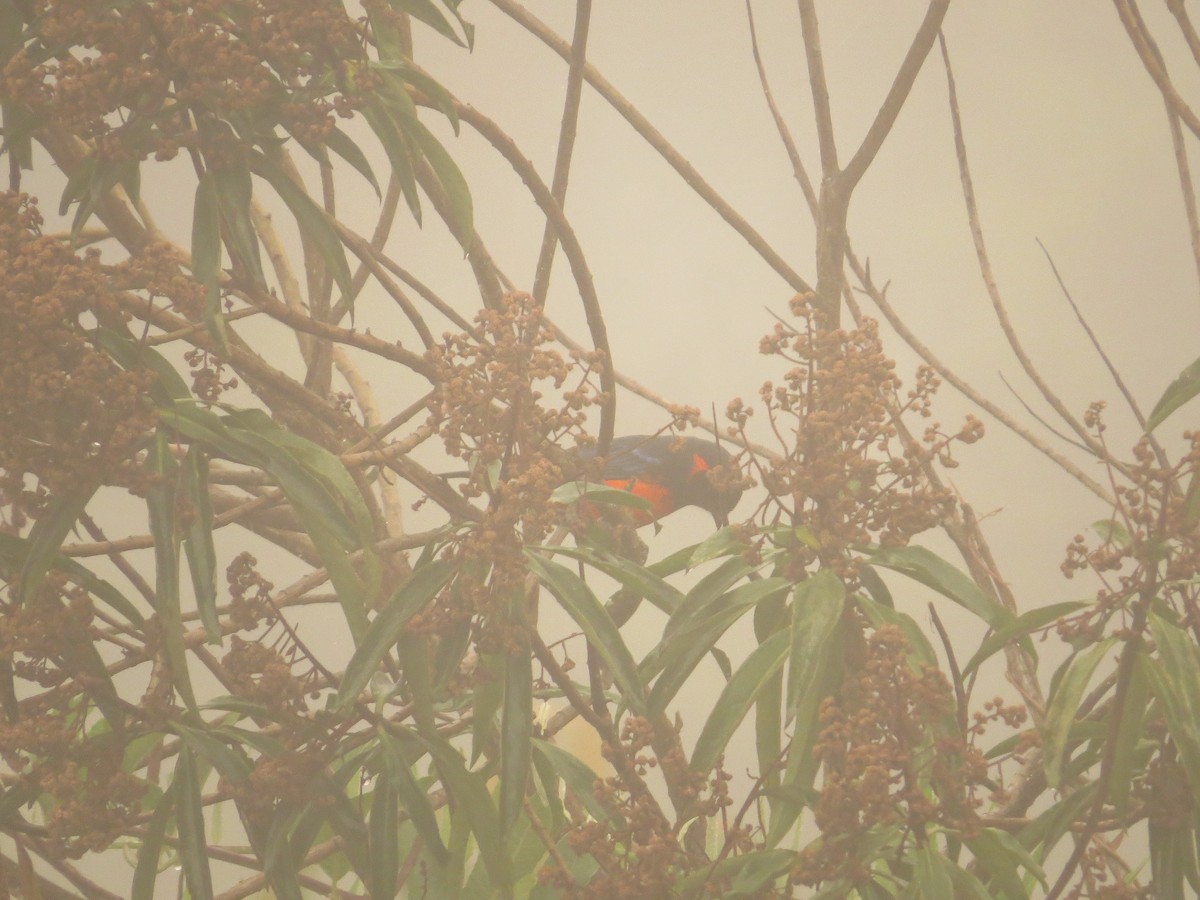 Scarlet-bellied Mountain Tanager - ML38475821