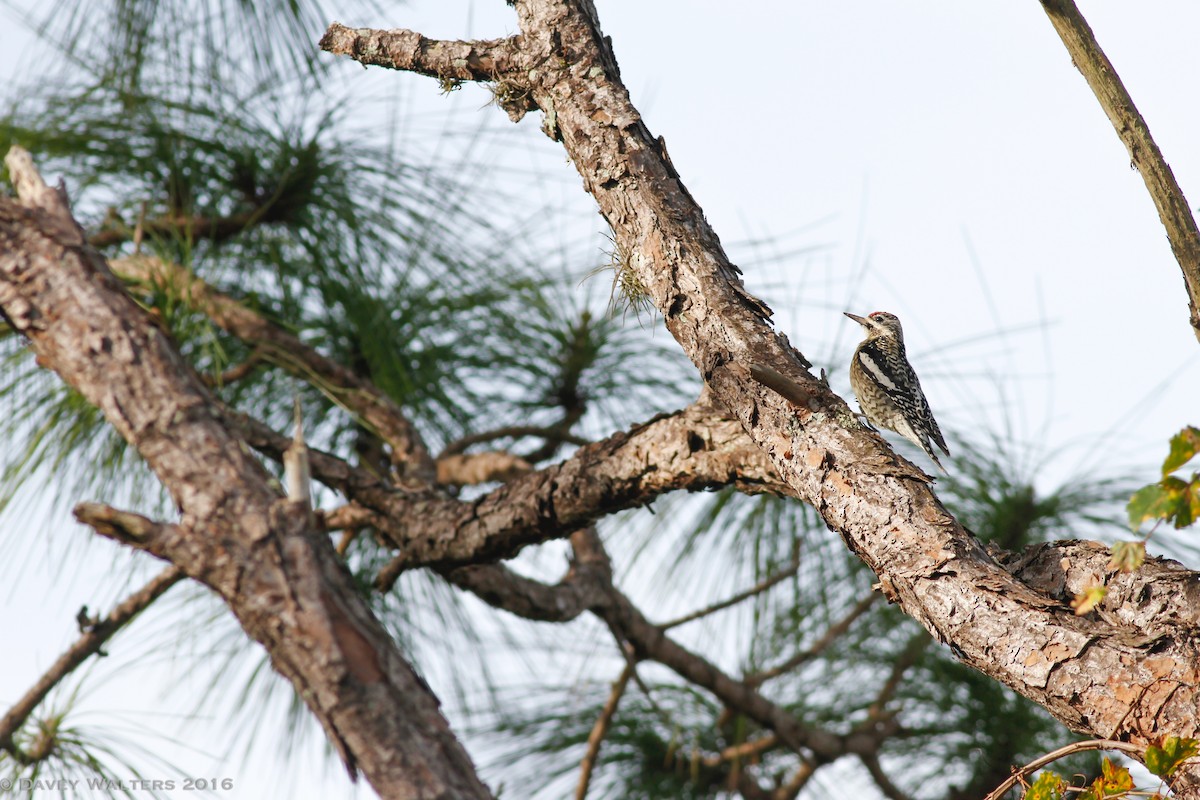 Yellow-bellied Sapsucker - ML38475851