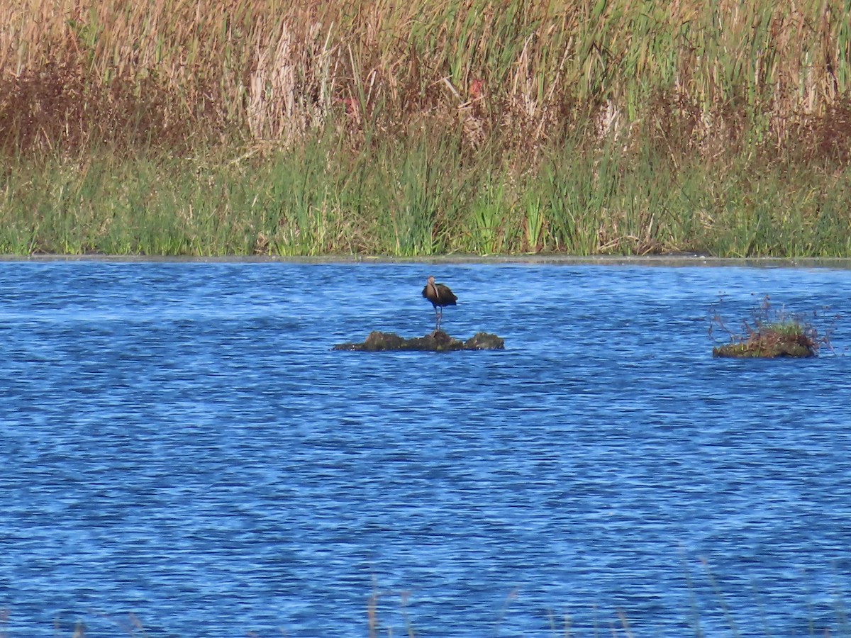 Glossy/White-faced Ibis - ML384759761