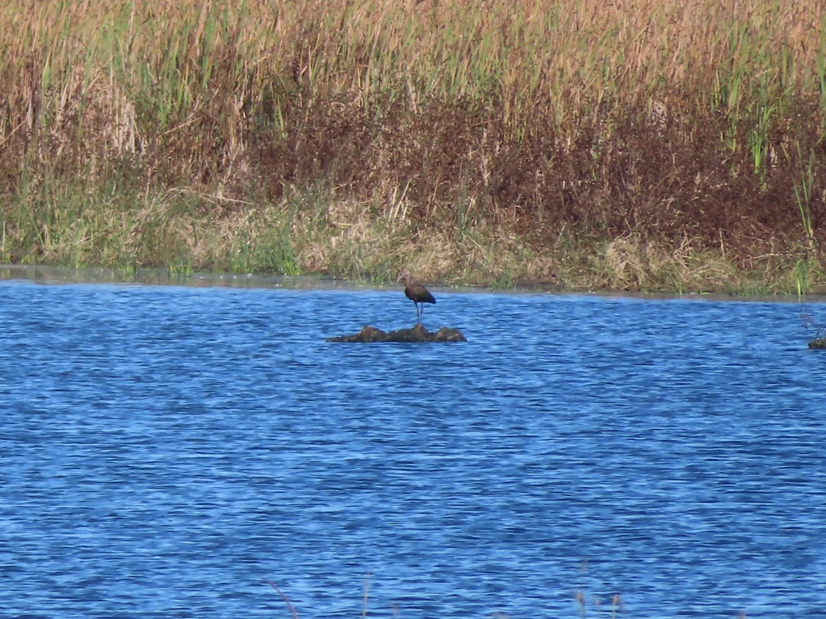 Glossy/White-faced Ibis - ML384759771