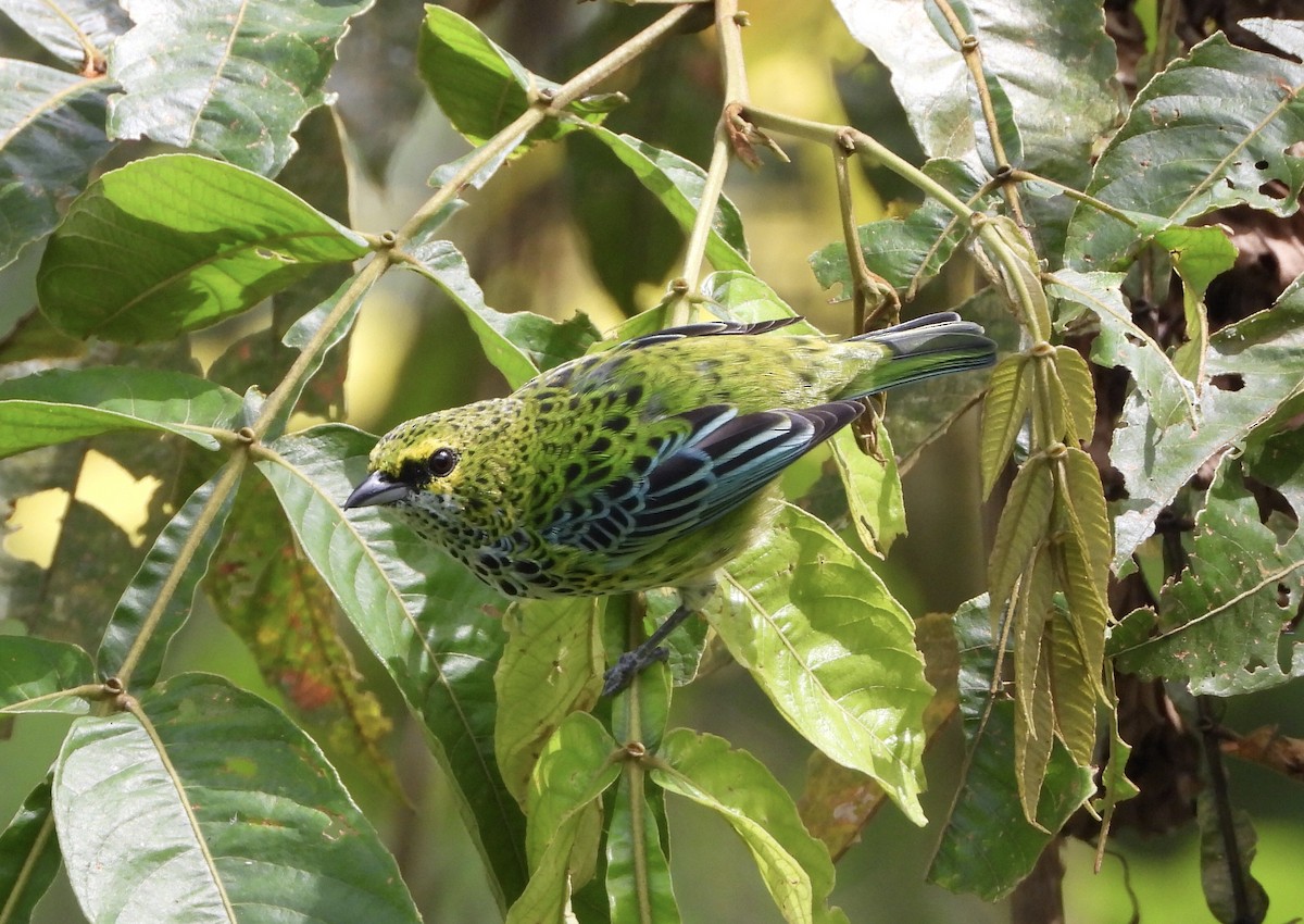 Speckled Tanager - ML384759961