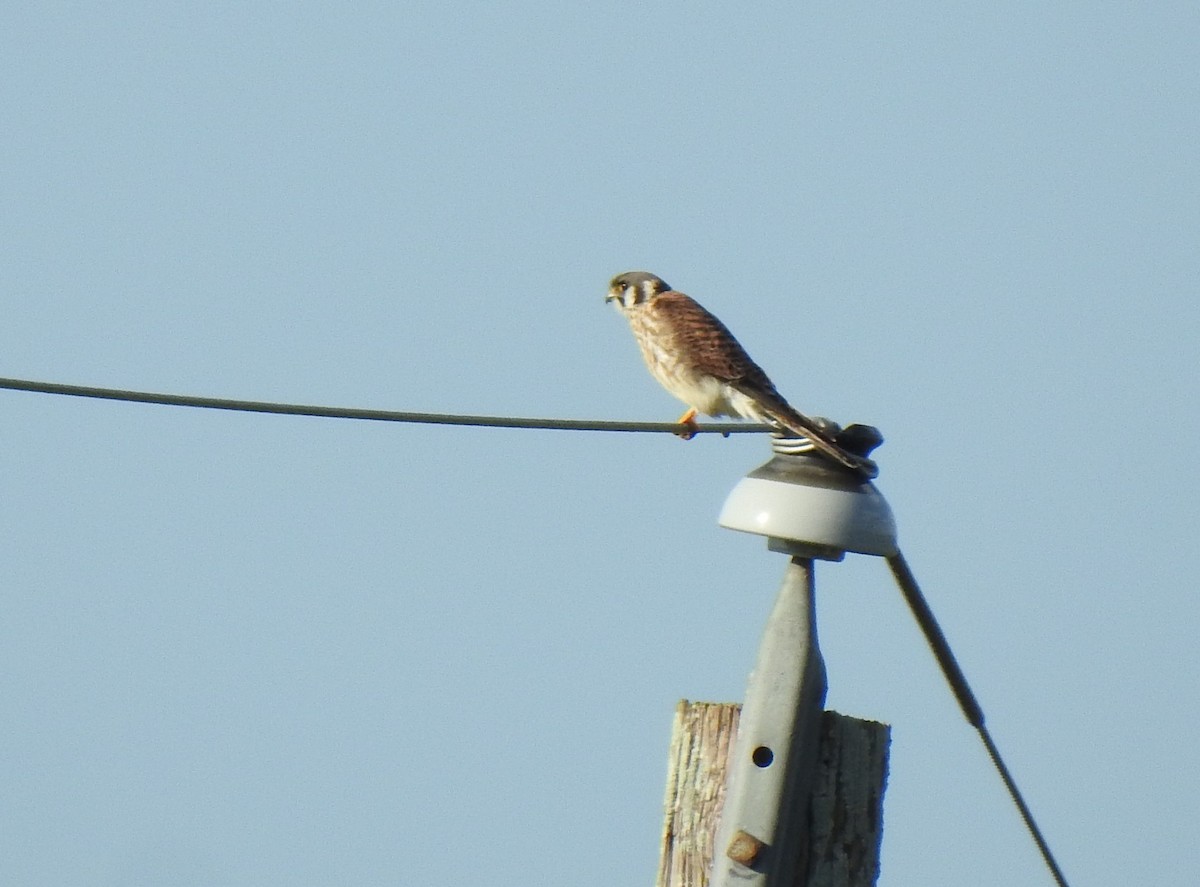 American Kestrel - ML384760001