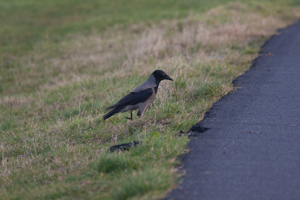 Hooded Crow - ML384760161