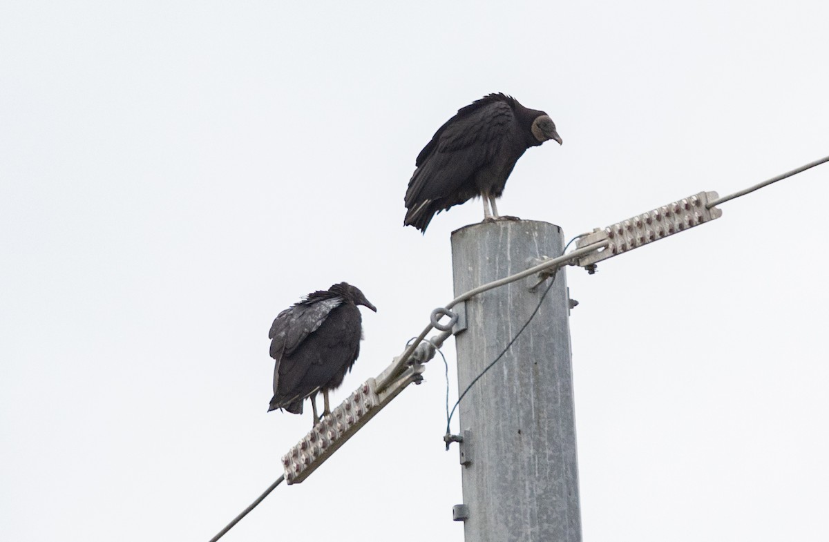 Black Vulture - Ron Shrieves