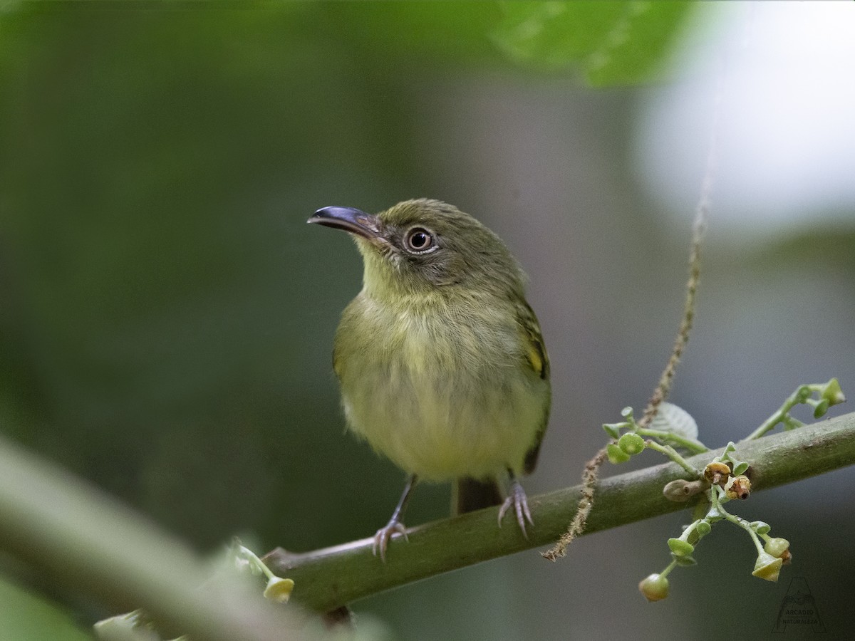 Southern Bentbill - Arcadio Marin