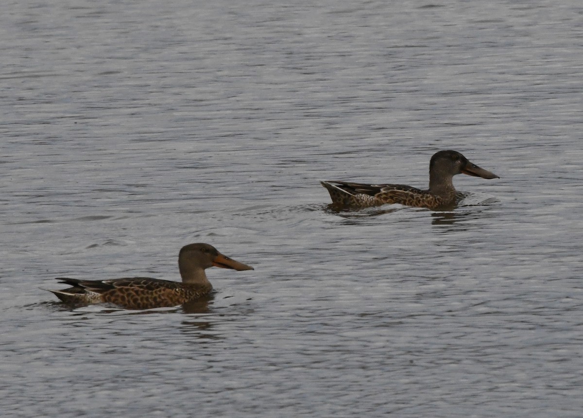 Northern Shoveler - Guy Lafond