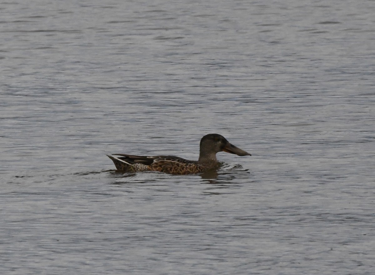 Northern Shoveler - Guy Lafond