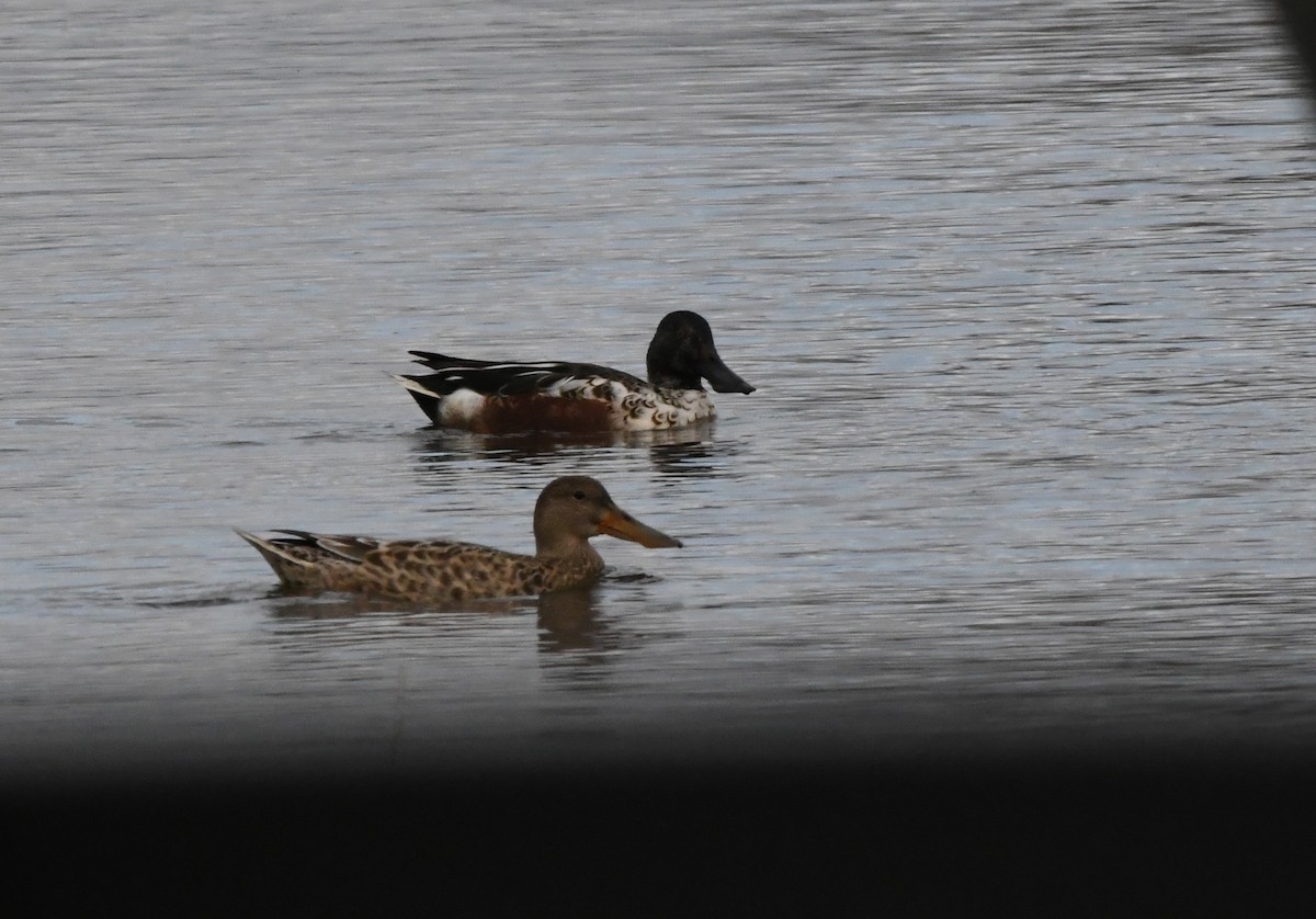 Northern Shoveler - Guy Lafond