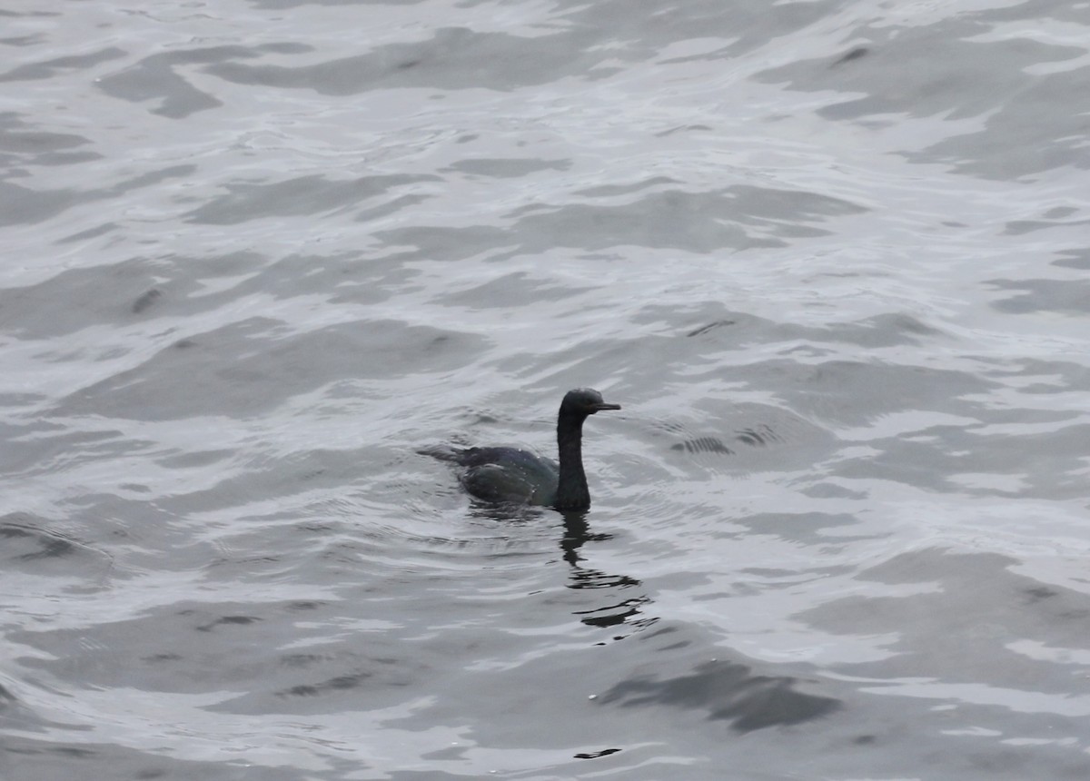 Cormorán Pelágico - ML384765661