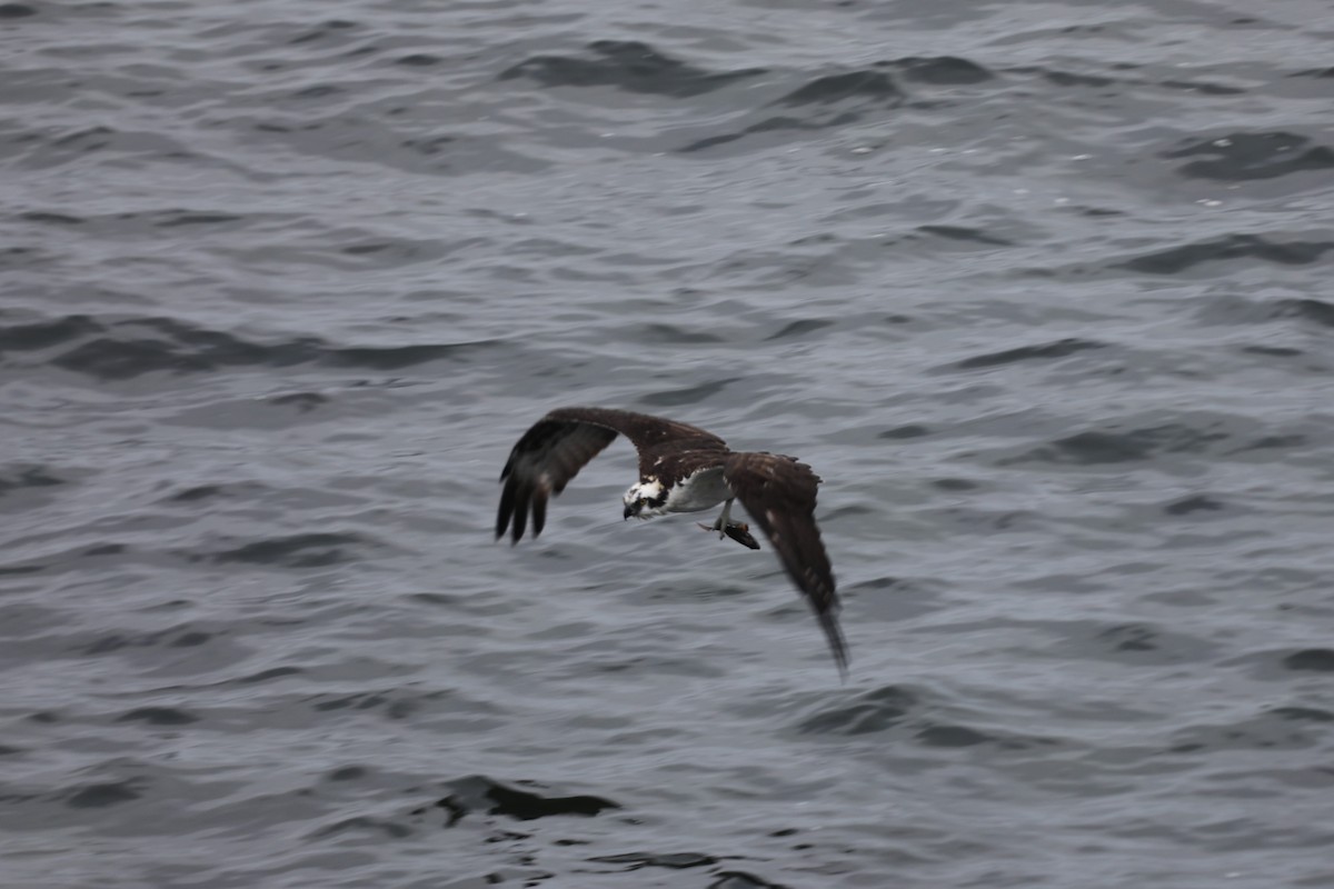 Balbuzard pêcheur (carolinensis) - ML384765781