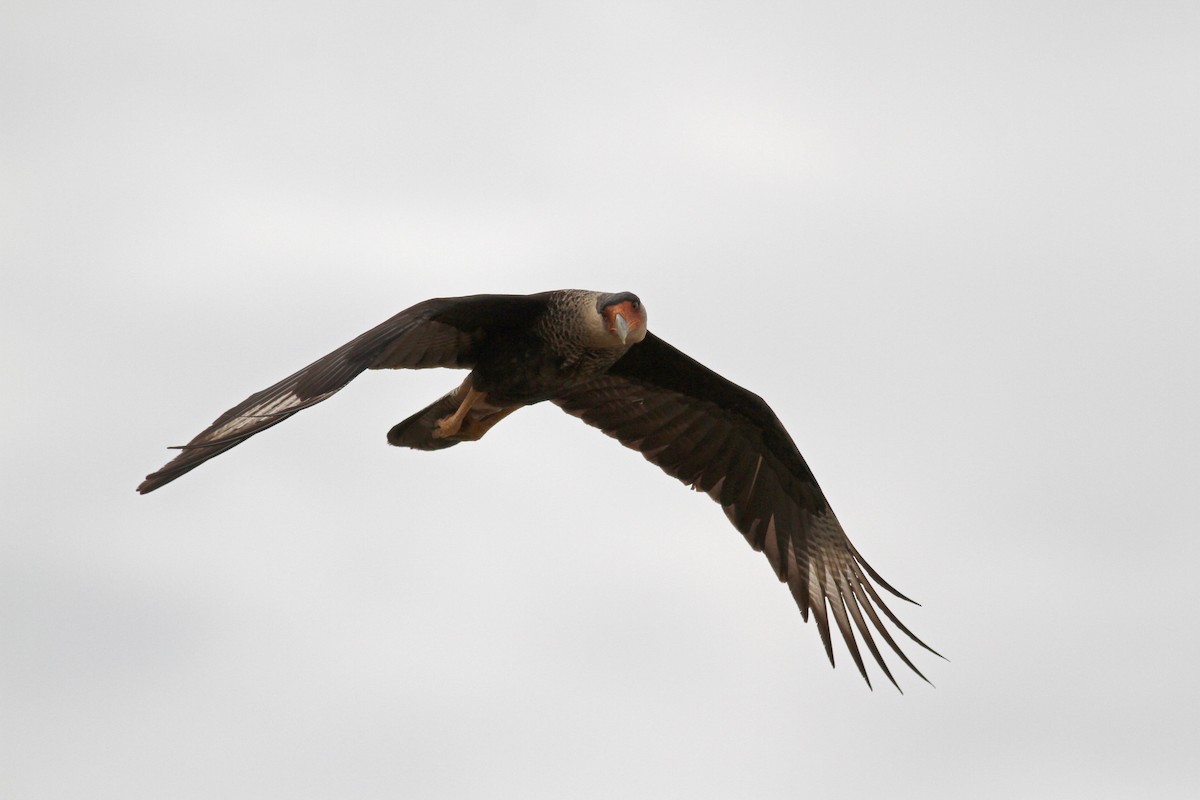 Crested Caracara (Northern) - ML38476601