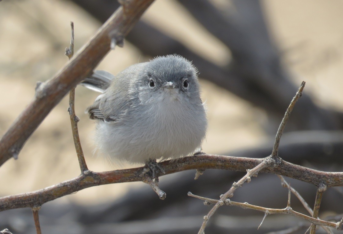 Black-tailed Gnatcatcher - ML38476661