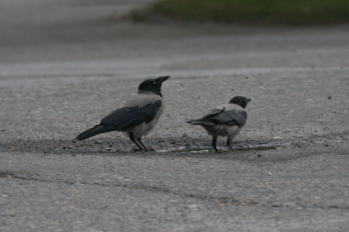 Hooded Crow - ML384767061